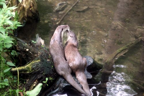 Zwei Otter am Rande eines Beckens im Otterzentrum in Hankensbüttel