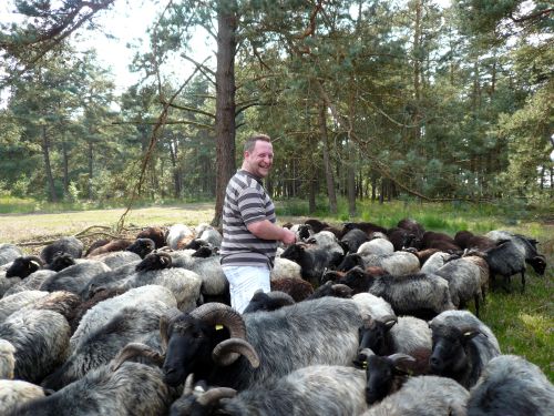 Thorsten Kunz steht inmitten einer Herde Heidschnucken